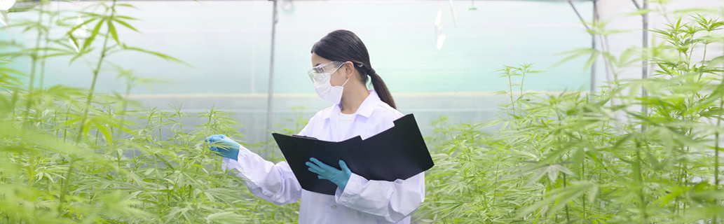 Cannabis worker surrounded by plants in a growing facility.